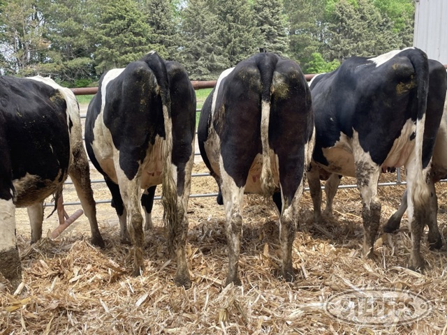 (15 Head) Holstein bred heifers